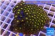 Zoanthus sunset kiwi 6-8 cm WYSIWYG acclimaté