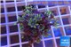 Clavularia papaya green purple 3-5 cm WYSIWYG acclimaté