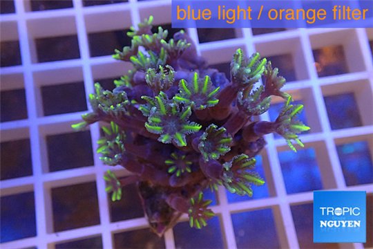 Clavularia papaya green purple 3-5 cm WYSIWYG acclimaté