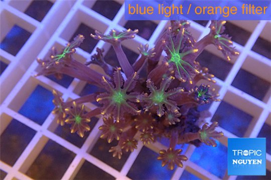 Clavularia papaya orange green 3-5 cm WYSIWYG acclimaté