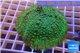 Rhodactis green big leaf 4-6 cm WYSIWYG acclimaté