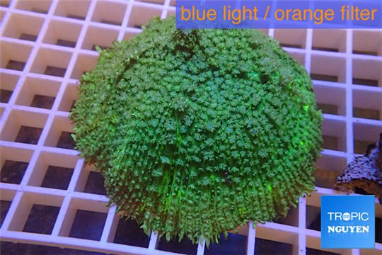 Rhodactis green big leaf 4-6 cm WYSIWYG acclimaté