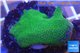 Montipora digitata green 2-4 cm WYSIWYG acclimaté