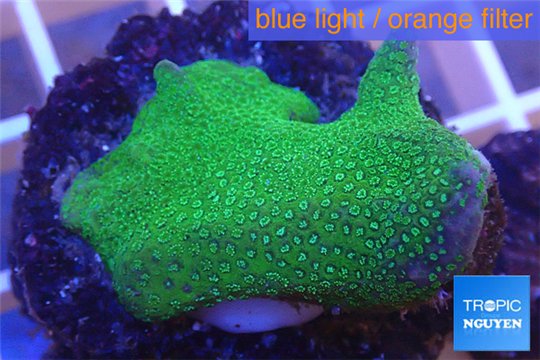 Montipora digitata green 2-4 cm WYSIWYG acclimaté