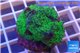 Leptoseris green 3-5 cm WYSIWYG acclimaté