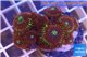 Zoanthus red magician 3-4 cm WYSIWYG acclimaté