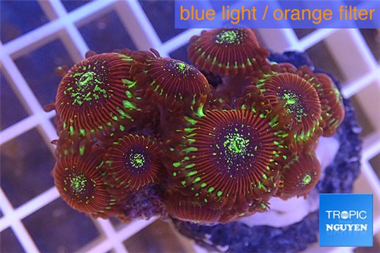 Zoanthus red magician 3-4 cm WYSIWYG acclimaté