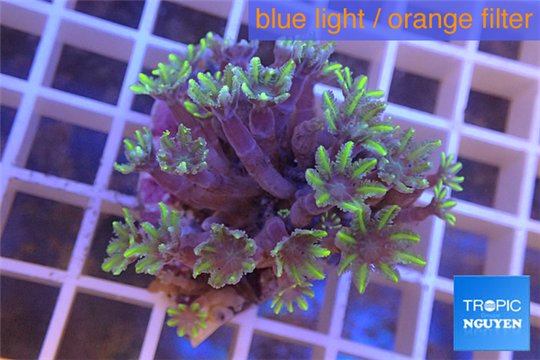 Clavularia papaya green purple 3-5 cm WYSIWYG acclimaté