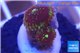 Zoanthus red magician 2 polyps WYSIWYG acclimaté