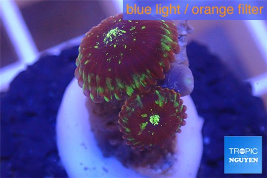 Zoanthus red magician 2 polyps WYSIWYG acclimaté