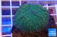 Rhodactis green big leaf 4-6 cm WYSIWYG acclimaté