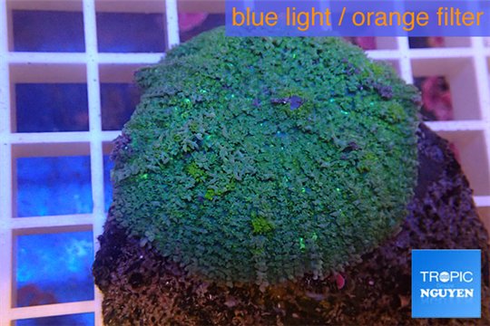 Rhodactis green big leaf 4-6 cm WYSIWYG acclimaté