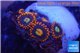 Zoanthus red oxyoides 5 polyps WYSIWYG acclimaté