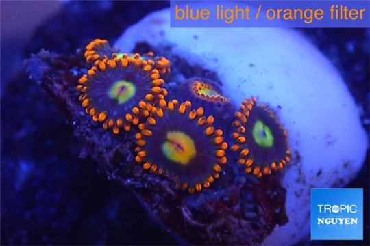 Zoanthus red oxyoides 5 polyps WYSIWYG acclimaté