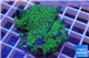Leptoseris green 3-5 cm WYSIWYG acclimaté