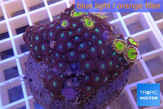 Zoanthus blue + Zoanthus golden 7-9 cm WYSIWYG acclimaté