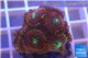 Zoanthus red magician 2-4 cm WYSIWYG acclimaté