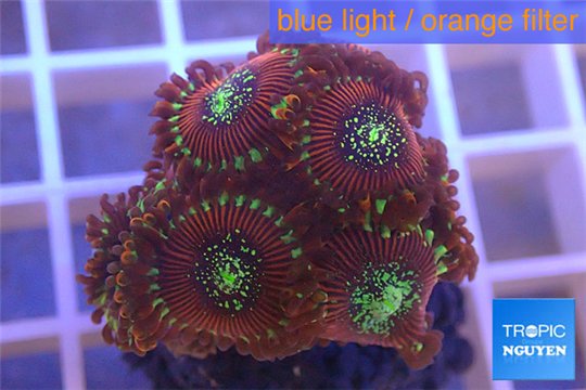 Zoanthus red magician 2-4 cm WYSIWYG acclimaté