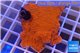 Montipora red plate 4-5 cm WYSIWYG acclimaté