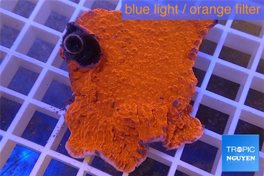 Montipora red plate 4-5 cm WYSIWYG acclimaté