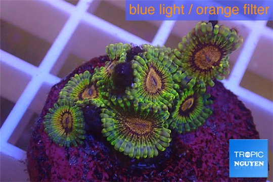 Zoanthus Fijii premium 6-8 polyps WYSIWYG acclimaté