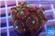 Zoanthus red magician 2-4 cm WYSIWYG acclimaté