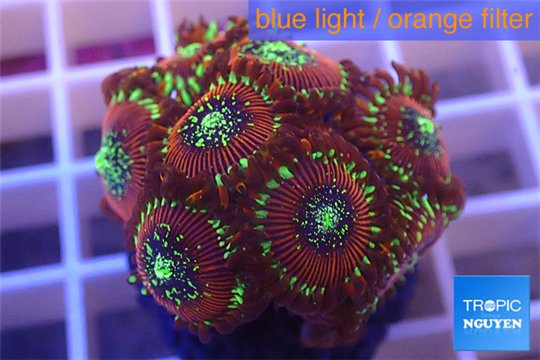 Zoanthus red magician 2-4 cm WYSIWYG acclimaté