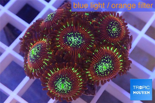 Zoanthus red magician 2-4 cm WYSIWYG acclimaté