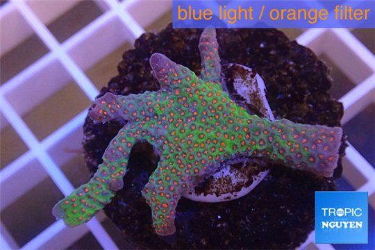 Montipora red fire forest 2-4 cm WYSIWYG acclimaté