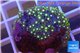 Pachyclavularia neon green 2-4 cm WYSIWYG acclimaté