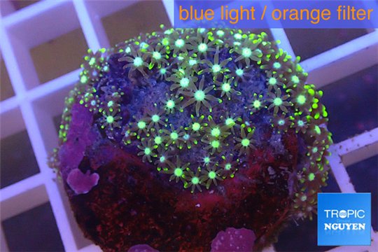 Pachyclavularia neon green 2-4 cm WYSIWYG acclimaté