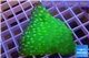 Echinopora lamellosa neon green spot frag 4-6 cm WYSIWYG acclimaté