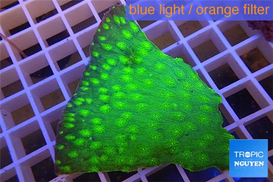 Echinopora lamellosa neon green spot frag 4-6 cm WYSIWYG acclimaté