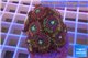 Zoanthus red magician 2-4 cm WYSIWYG acclimaté