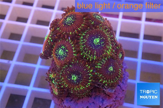 Zoanthus red magician 2-4 cm WYSIWYG acclimaté