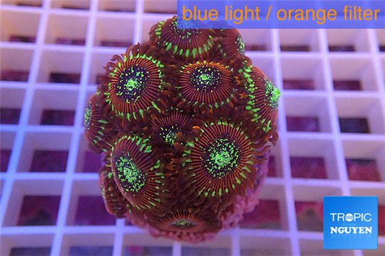 Zoanthus red magician 2-4 cm WYSIWYG acclimaté