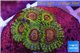 Zoanthus Fijii premium 5-6 polyps WYSIWYG acclimaté