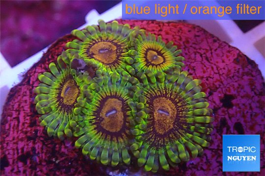 Zoanthus Fijii premium 5-6 polyps WYSIWYG acclimaté