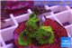 Zoanthus Fijii premium 5-6 polyps WYSIWYG acclimaté