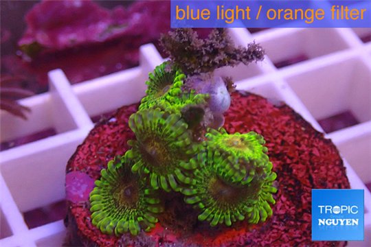 Zoanthus Fijii premium 5-6 polyps WYSIWYG acclimaté