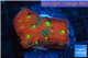 Favia red green spot 2 cm WYSIWYG acclimaté