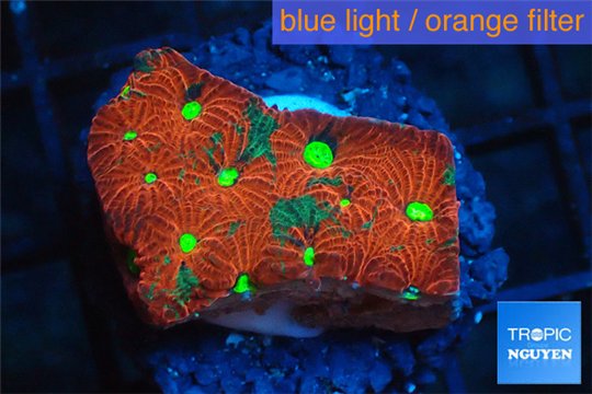 Favia red green spot 2 cm WYSIWYG acclimaté