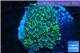 Goniopora green small polyps 2-4 cm WYSIWYG acclimaté