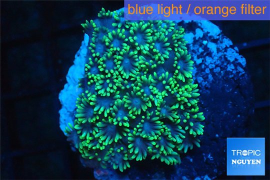 Goniopora green small polyps 2-4 cm WYSIWYG acclimaté