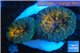 Lobophyllia orange green 2-5 cm WYSIWYG acclimaté