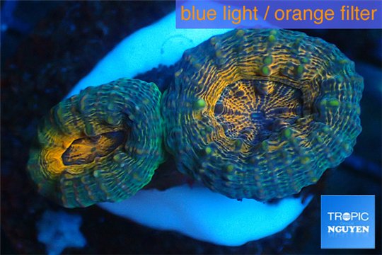 Lobophyllia orange green 2-5 cm WYSIWYG acclimaté