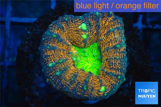 Lobophyllia rainbow 2-4 cm WYSIWYG acclimaté