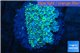 Goniopora green small polyps 2-4 cm WYSIWYG acclimaté