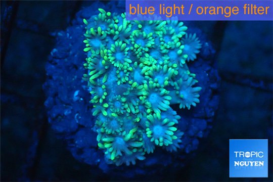 Goniopora green small polyps 2-4 cm WYSIWYG acclimaté