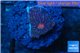 Favia red purple 1-2 cm WYSIWYG acclimaté